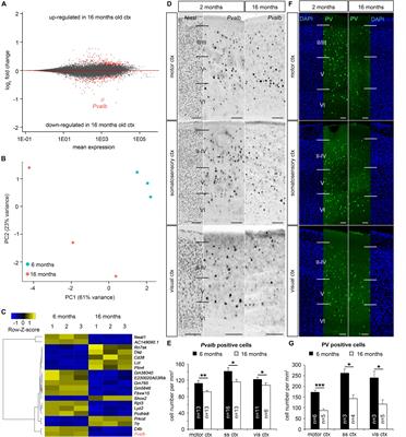 DNA Methyltransferase 1 (<mark class="highlighted">DNMT1</mark>) Function Is Implicated in the Age-Related Loss of Cortical Interneurons